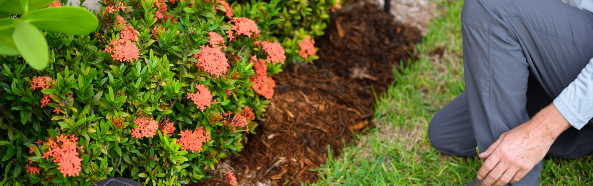 A team member from TCI Companies installs landscape lighting around bushes.